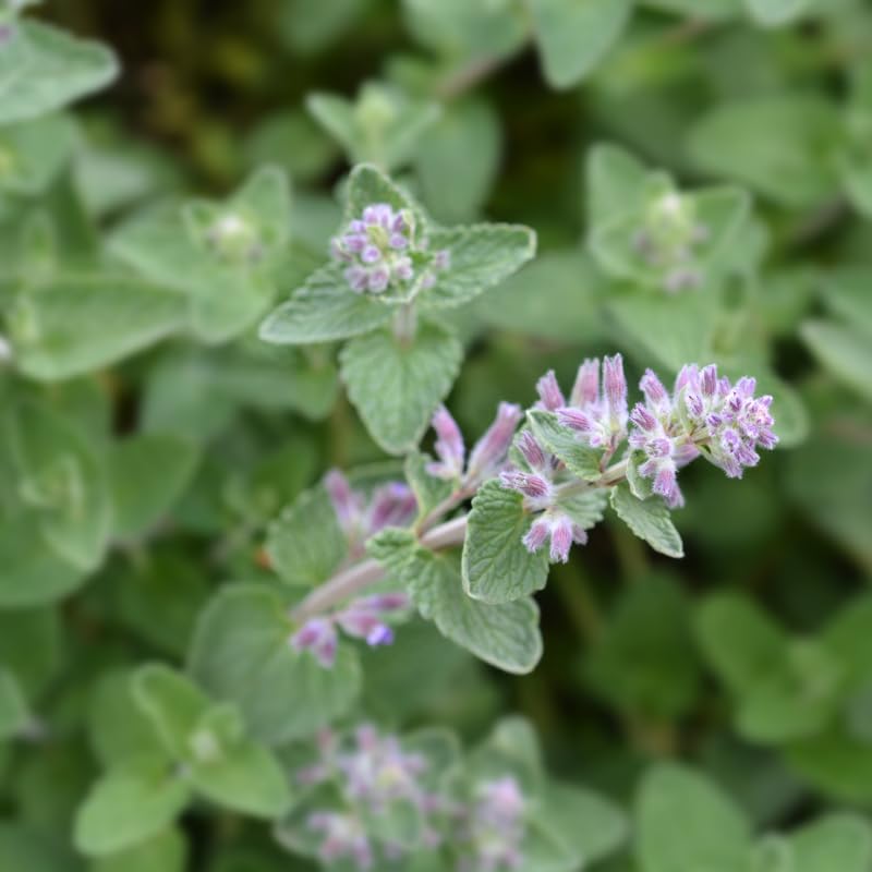 Set 2 Catnip Plants, Herb Catnip Plant Perennial, 3-6" Tall, Outdoor Indoor Garden