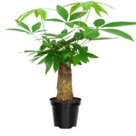 Money Tree Plant Live, 5 to 7 Inc Tall House Plant Live