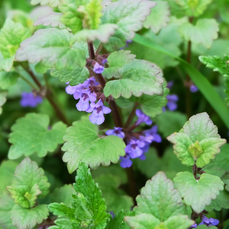 Set 2 Catnip Plants, Herb Catnip Plant Perennial, 3-6" Tall, Outdoor Indoor Garden