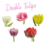 10 Top Size Tulip Bulbs by Hardiness Zones 3 to 11, Mixed Double Peony Tulips Bulb Bulk for Fall Planting, Assorted Colors