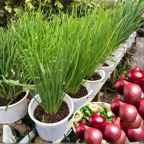 3 Onion Live Plants Tree Egyptian Walking Onions, Not Bulbs, Walking Onions Live Plant for Planting Outdoors, Second Year Plant