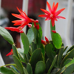 Red Easter Cactus Plants Live, Starter Holiday Cactus Plant for Indoor Outdoor Houseplants, False Christmas Thanksgiving Cactus Like, Cold Hardy, 5-9" in Tall, No Pot