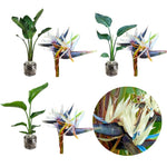 Sets 2 Assorted Bird of Paradise Plants Live, Mixed, 5 to 9 Inc Tall, No Pot, Tropical Houseplant, Exotic and Vibrant Color