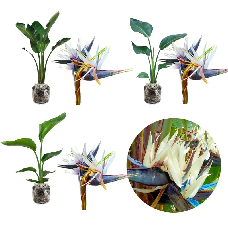 Sets 2 Assorted Bird of Paradise Plants Live, Mixed, 5 to 9 Inc Tall, No Pot, Tropical Houseplant, Exotic and Vibrant Color