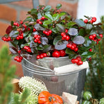 Gaultheria Cherry Plant, 4 to 8 Inch Tall Teaberry Plant, Fragrant Leaves, Red Berries Plants for Indoor Outdoor Garden