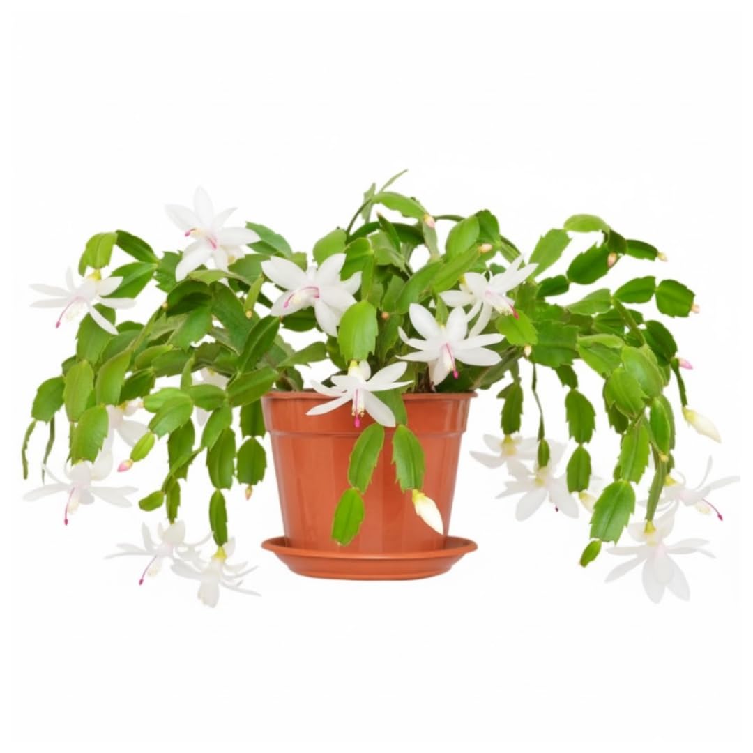 Thanksgiving Cactus Live Plant in 2" Pot, Holiday Christmas Cactus Plants Live, Winter Bloom, Indoor Planting, Ready to Blooms (White)