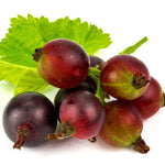 Jeanne Gooseberry Plant Live for Planting, 5-9 Inch Tall, Gooseberry Bush Live Plant, Gooseberry Fruit, Gooseberry Bareroot, Gooseberry Tree