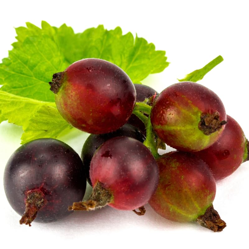 Jeanne Gooseberry Plant Live for Planting, 5-9 Inch Tall, Gooseberry Bush Live Plant, Gooseberry Fruit, Gooseberry Bareroot, Gooseberry Tree