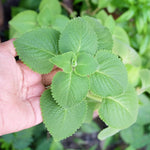 2 Green Cuban Oregano Plants Live, 4-6" Tall Spanish Thyme Mexican Mint for Indoor Outdoor Growing