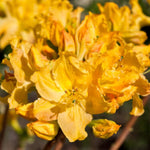 Yellow Dwarf Azalea Rhododendron Plants Live Tree, 1 Gallon Pot Azalea Bush Shrub Vibrant Bloom, 1 Year Old Well Rooted, Cold Hardy
