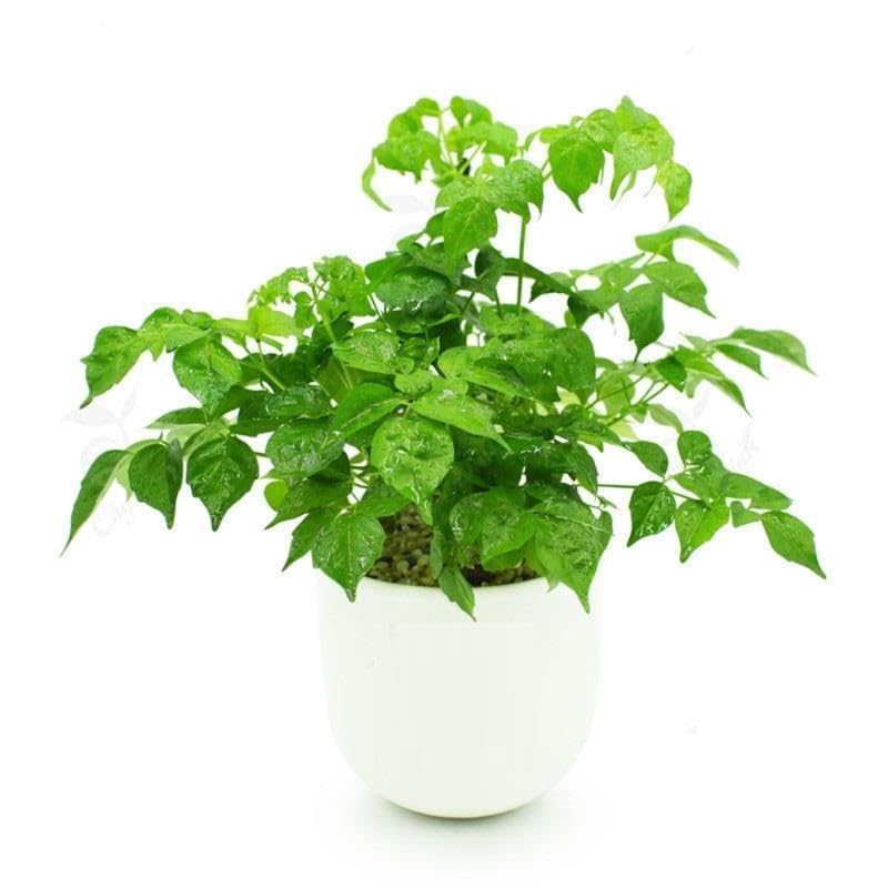 AVERAR Doll Plants Indoor Trees, Foliage in 4 Inch Pot, Starter Plant for Houseplant Indoor Garden