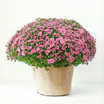 Pink Chrysanthemum Plants Live Starter, Mums Plants Live for Spring Blooms, Outside Growing, Hardy and Fast-Growing, Size 4-8" in Tall