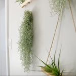 Live Spanish Moss Plant 10” Tall Clump, Air Plant for Home Decoration, Terrariums and Outdoor Planting