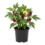 Roselle Hibiscus Plant Live, Hibiscus Sabdariffa Plant, Red Sorrel Jamaica Live Plant, Well Rooted, 6 to 8 Inches Tall, Red Roselle Shrubs for Outdoor Planting