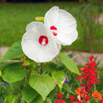 Hardy Hibiscus Plant Live, White Hibiscus Tree Live Plant from 4 to 7 Inches Tall, Perennial Hibiscus Flower