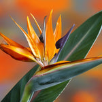 Blue Orange Bird of Paradise Live Plant, Vibrant Tropical Houseplant Flowers Strelitzia Reginae Size 5 to 9 Inc Tall, No Pot, Well-Rooted, Hardy