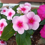 3 Vinca Flowers Plants Live, Minor Periwinkle Live Plants for Outdoor Planting, Random Bloom in 4 Inches Pot, Can Grow as Trailling Plant