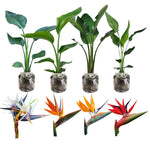Sets 2 Assorted Bird of Paradise Plants Live, Mixed, 5 to 9 Inc Tall, No Pot, Tropical Houseplant, Exotic and Vibrant Color