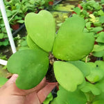 Set 2 Hoya Live Plants, Combo Hoya Tricolor Carnosa and Hoya Kerri Heart Plant, 4 to 8 Inches, Hoya Flower Plant, Variegated Hoya