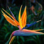 Bird of Paradise Plant Live for Planting, 5 to 10 Inches Tall, Tropical Strelitzia Reginae Bird of Paradise Live Plant (Orange Bird of Paradise)