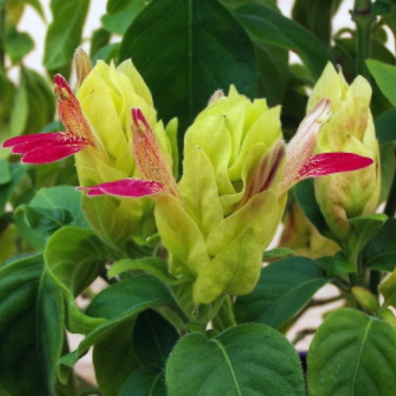 2 Yellow Pink Shrimp Plants Live, 4 to 6 Inc Tall, Live Shrimp Plant for Garden, Shrimp Live Plant, Shrimp Plant Pot