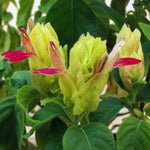 3 Pink Yellow Shrimp Plants Live, 4 to 6 Inc Tall, Live Shrimp Plant for Garden, Shrimp Live Plant, Shrimp Plant Pot