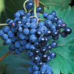 Bluish-Black Seedless Grape Vines Live Plants for Planting, 5-10" Grape Tree for Outdoor Garden, Dormant in Winter, Cold Hardy, Sweet Flavor