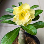 Double Yellow Desert Rose Plant Live, 4-7" Tall, Adenium Obesum Well-Rooted Succulent for Indoor Outdoor Displays