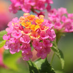 Set 4 Trailing Lantana Plants Live for Planting, Fragrant Lantana Live Plant to Grow Indoor Outdoor, Lantana Flowers Perennial, 4-8" Tall (Pink Lantana)