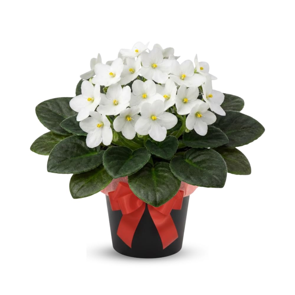 African Violet Live Plant in 4" Pot, White African Violets Plants Houseplant Well-Rooted, Indoor Outdoor Blooming, Holiday Flower Bush