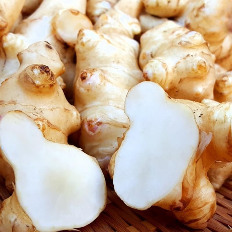 2Lb Jerusalem Artichoke Tubers for Planting, Sunroots Sunchokes Live Roots, Grow Fresh Artichoke Roots Outdoors