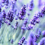 Pack 4 Lavender Plants Live, Lavandula Perennial Plants, 4-8" Height, Fragrant Perennial Flowers, No Pot (Blue Lavender)