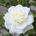 Rose Plant Live, Hybrid Tea Rose Bush Live Plant, 5-9 Inch Tall, Fragrant Flowers Shrub Ready to Plant Outdoor, No Pot, Well-Rooted (White Rose)