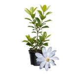 Magnolia Tree Live Plant 4-8 Inches, Pink Blooms Magnolia Bush, Fragrant Magnolia for Growing (Star Magnolia)