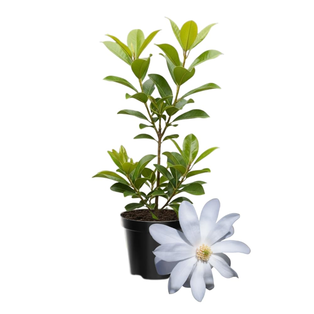 Magnolia Tree Live Plant 4-8 Inches, Pink Blooms Magnolia Bush, Fragrant Magnolia for Growing (Star Magnolia)