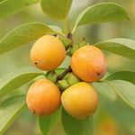 2 Persimmon Trees Live Plants, 7"-15" American Persimmon Tree for Planting Outdoor, Cold Hardy, Dormant in Winter