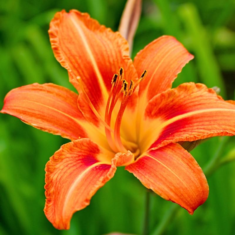 Pack 3 Daylily Bulbs for Planting, Hardy Perennial Flower with Vibrant Blooms, Reblooming Daylilies Bulbs for Garden Borders and Containers