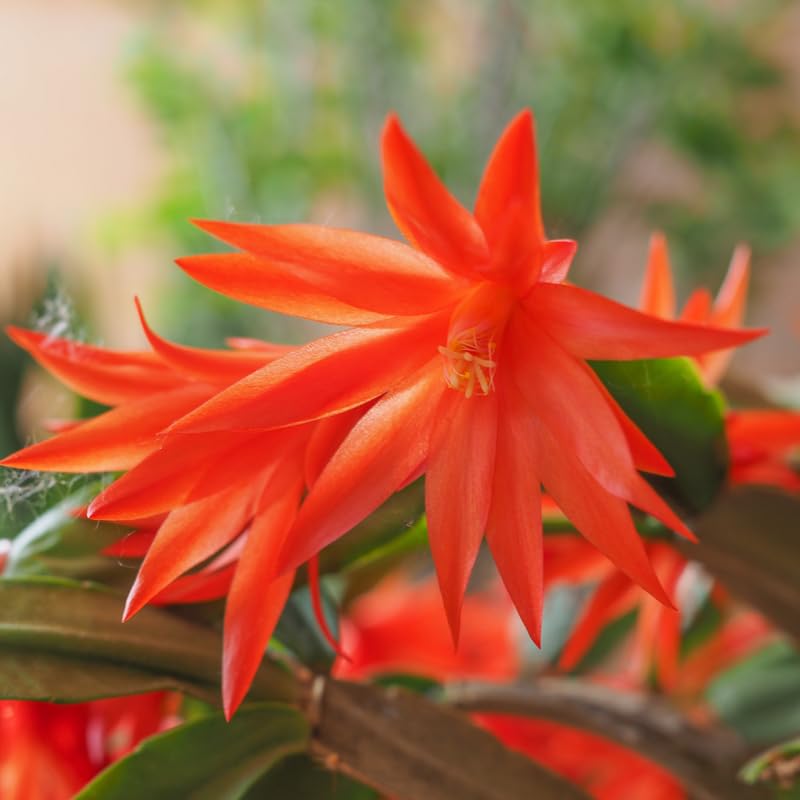 Live Orange Easter Cactus Plant, Live Easter Cactus Plant, 4 to 6 Inch Tall Orange Easter Cactus, Spring Cactus Live Plant for Indoor Garden