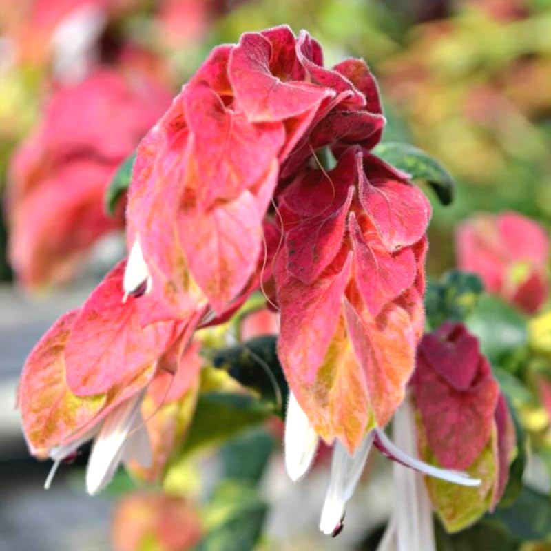 2 Red Shrimp Plants Live, 4 to 6 Inc Tall, Live Shrimp Plant for Garden, Shrimp Live Plant, Shrimp Plant Pot