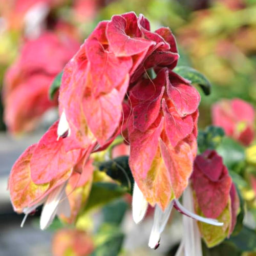 2 Live Shrimp Plant for Growing, 3 to 5 Inc Tall, Red Shrimp Plant Pot, Shrimp Live Plant, Shrimp Plants Live Indoor Outdoor
