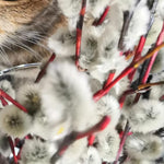 Pussy Willow Plants Live Tree in 2.5 Inch Pot, Home Décor, Ornamental Shrubs, Can Grow As Branches for Vase, Outdoor Planting
