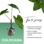 Colocasia Esculenta, Colocasia Live Plant, Elephant Ears Live Plant, Esculenta Taro Live Houseplant, 5-8 Inc Tall, No Pot (Rare Colocasia)