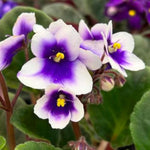 White Blue African Violet Live Plant, 4 Inch Pot African Violets Live Plant, Live Afican Violets Plants, Flowering African Violets Live Plants Indoor Garden, Perennial Live African Violet Plants
