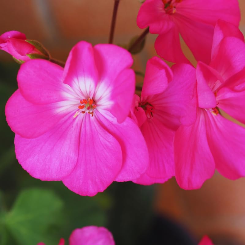 3 Pink Geraniums Live Plants, Live Geranium Plant, 3 Inc to 6 Inc Tall, Geranium Live Plants Geranium Flower Plant