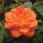 Rose Bush Live Plant, Hybrid Tea Rose Plant Live, 5-9 Inch Tall, Fragrant Flowers Tree, Well-Rooted 1 Year Old, No Pot (Orange Rose)