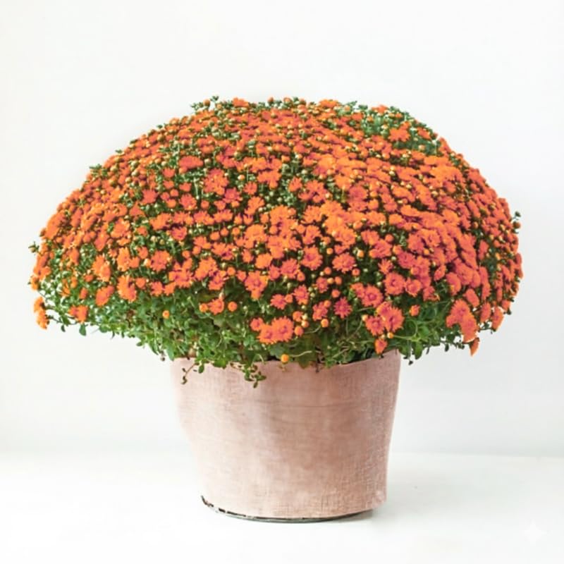 Orange Chrysanthemum Plants Live Starter, Mums Plants Live for Spring Blooms, Outside Growing, Hardy and Fast-Growing, Size 4-8" in Tall
