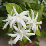 2 Jasmine Plant Live, Double White Jasmine Flower Plants Live Between 5 and 7Inc Long Outdoor Planting Indoor Fragrant Flowers, Easy to Plant