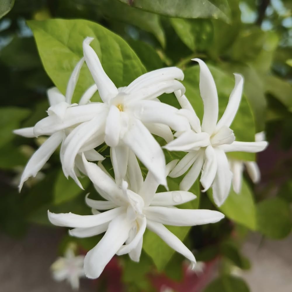 2 Jasmine Plant Live, Double White Jasmine Flower Plants Live Between 5 and 7Inc Long Outdoor Planting Indoor Fragrant Flowers, Easy to Plant
