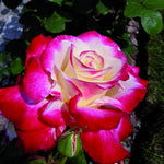 Rose Plant Live for Planting, Bareroot 6-10 Inch Tall, Climbing Vine Bush Shrub for Flowering (Delight Rose)