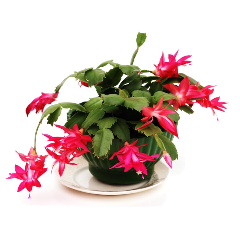 True Thanksgiving Cactus Plant Live in 4" Pot, Ready to Bloom, Holiday Christmas Cactus Plants Live, Red Blooms